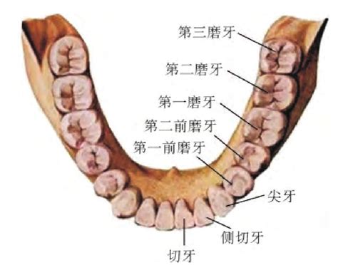 口牙是什么梗|口牙的梗哪里来的